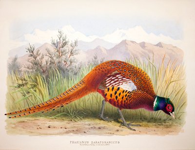 Phasianus zarafshanicus, ca. 1896-1921 von Henry Jones
